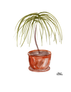 Watercolor Plant Print - Ponytail Palm