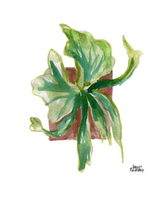 Watercolor Plant Print - Staghorn Fern