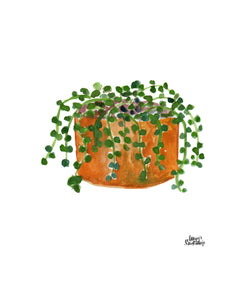 Watercolor Plant Print - String of Pearls